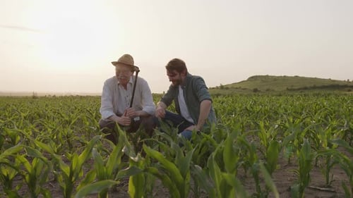 Smiled Two Farmers Sit and Discuss the Corn Field