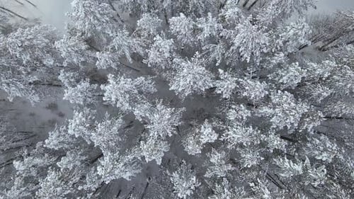 Top Down View of a Winter Forest