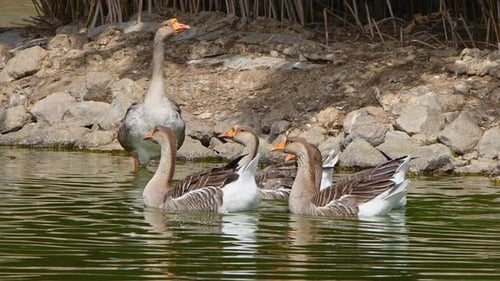 Greylag Goose In Nature 2