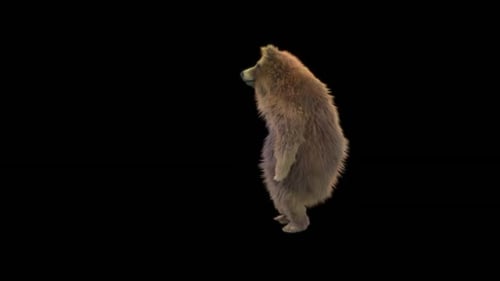 Realistic Brown Bear Standing and Covering Face Looping Animation
