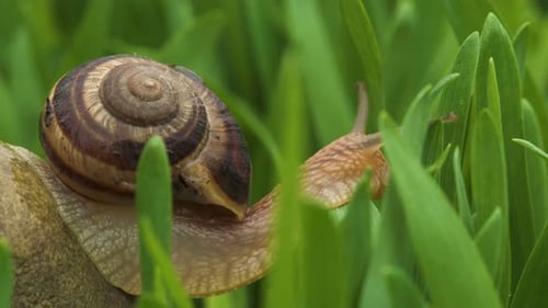 Schnecke kriecht entlang grünem Gras
