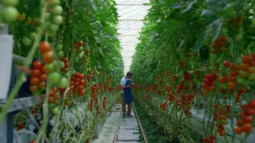 Agronomist Researching Tablet Tomatoes Farm Production Improving Production