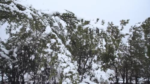Schnee fällt vom Baum