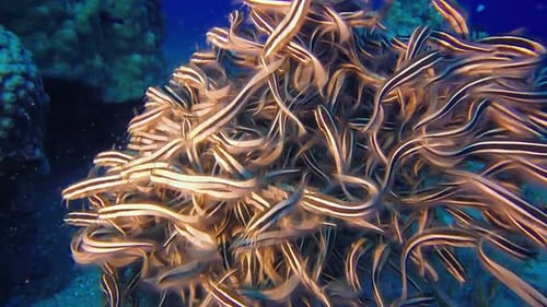 School of Striped Catfish