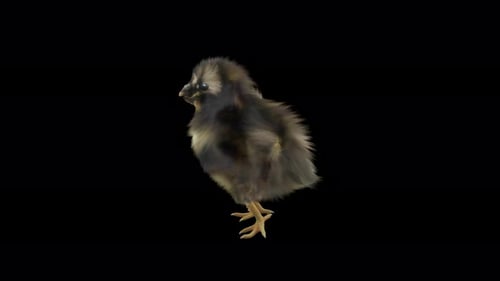 Animated Baby Chick Standing and Looking Around