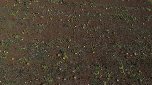 Pumpkins Field