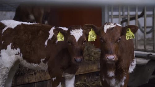 Calf Of Norwegian Red Wearing Ear Tags With Numbers AT Cowshed. - close up