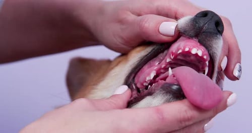 Dog's Mouth Examined by Woman's Hands Close Up