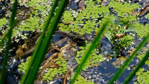 Snake in Swamp Thickets and Water Algae Closeup Serpent in River