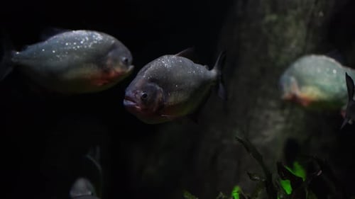 Nahaufnahme von Piranha beim Schwimmen im Fluss