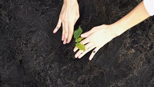 Hand Of Farmer Growing The Plant