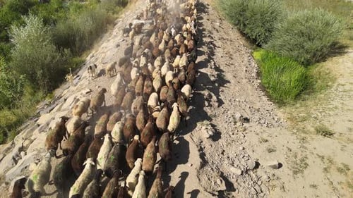 flock of sheep on dusty road