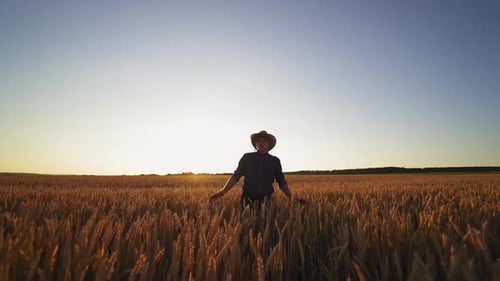 Farmer Walking Through Field. Farmer hands touch young wheat
