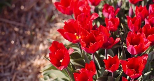 Blooming Red Tulips on Flowers Plantation Farm