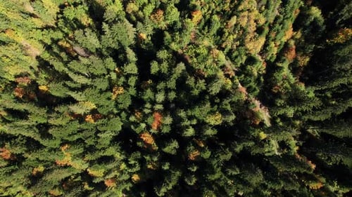 Top Down View of Autumn Forest Fall Woodland Aerial Shot