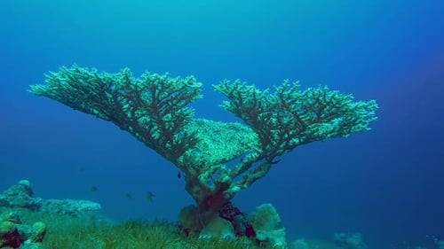 Underwater Coral Tree in Tropical Ocean