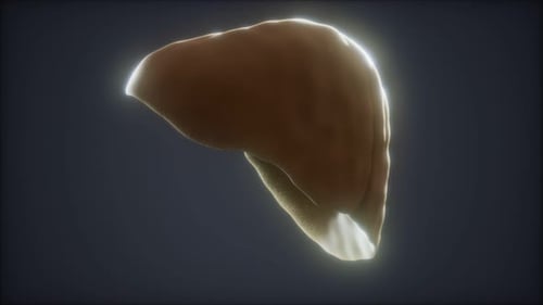 Loop 3d Rendered Medically Accurate Animation of the Human Liver