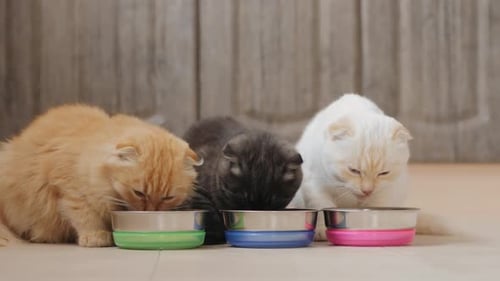 Three Fluffy Cats Eating Food From Bowls