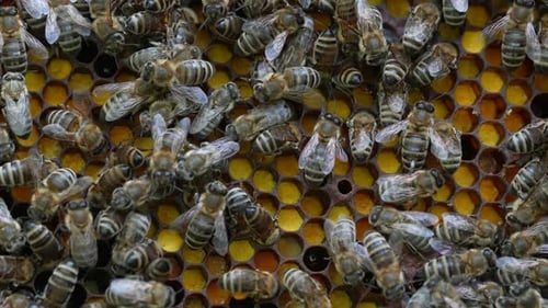 Beehive 04