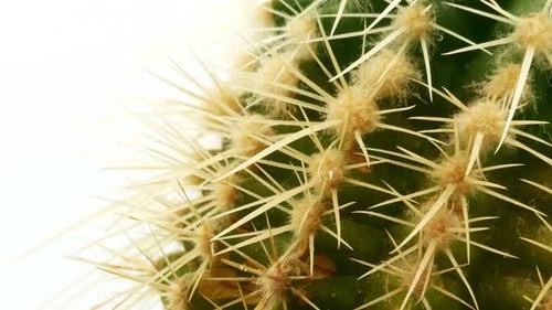 Close Up of a Green Cactus With Needles