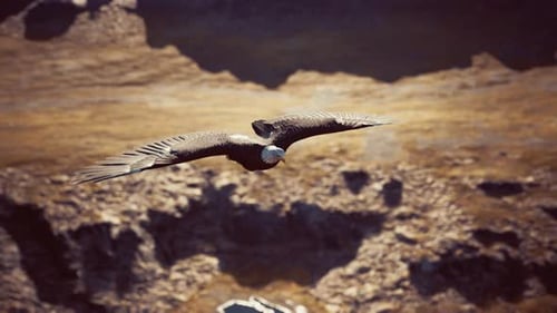 Realistic 3D Eagle Flying Over Rocky Nature Landscape