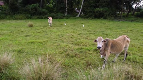 Cows Grazing in a Green Grassy Field