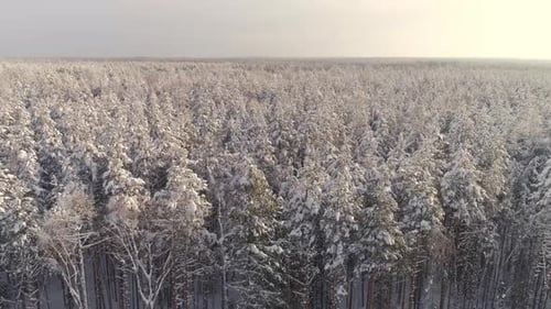 Aerial view of a endless winter pines forest tree tops covered with snow 20