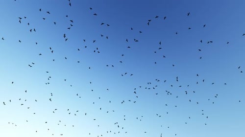 Natural Silhouettes of Birds Flying in Blue Sky