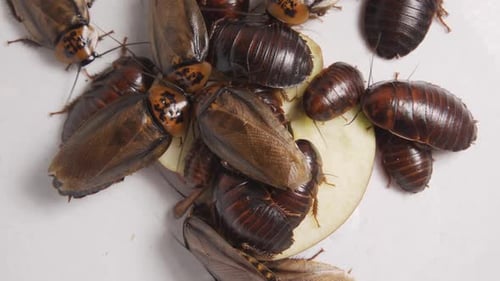 Hissing Cockroaches Feeding on Fruit Slice