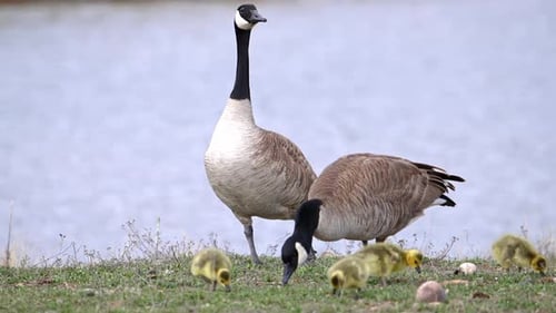 Geese and Goslings Feeding by Lakeside in Spring