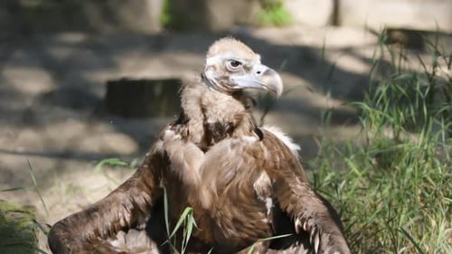 See-Eagle's Chik Sonnen Sie sich unter einer Sonne