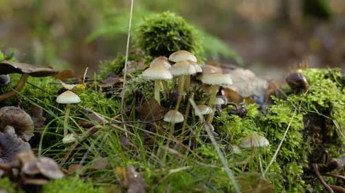 Mushrooms Growing on a Mossy Forest Floor