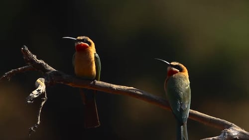 White fronted Bee eater in Kruger National park, South Africa ; Specie