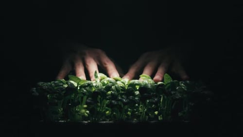 Les mains d'un biologiste touchent les plants de basilic dans le laboratoire à atmosphère contrôlée