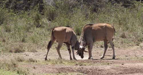 Two Elands Clashing Horns on African Plains