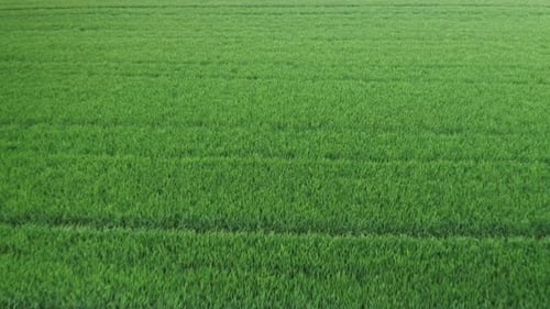 Flight Over Agriculture Green Wheat Field at Sunny Day