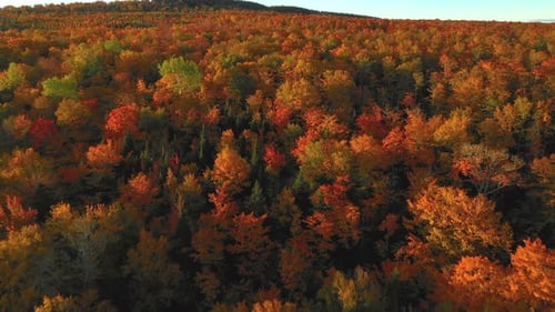 Aerial Footage Flying up a forested hill in full autumn colors
