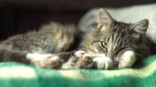 Relaxed Tabby Cat Resting on Green Blanket