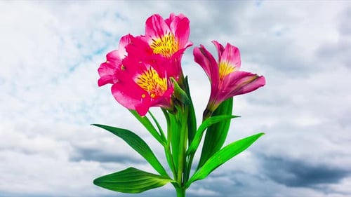Alstroemeria Flowers Blooming in Time Lapse Photography