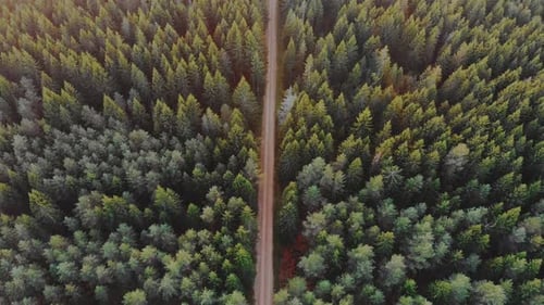 Trees in amazing forest