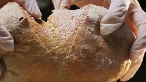 Hands in Gloves Rip Apart Fresh Loaf