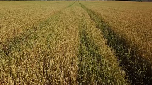Wheat Field and Sunny Day, Beautiful Nature Landscape. Rural Scenery Under Shining Sunlight