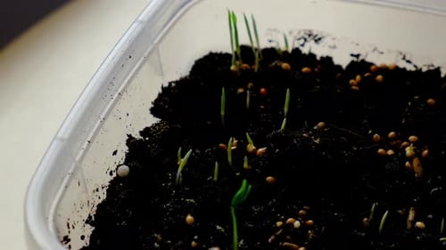 Germinating Plant Seeds Emerging in Soil