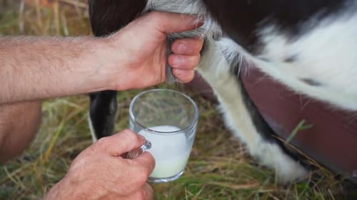 The Owner Milks His Goat with a Mug in the Village
