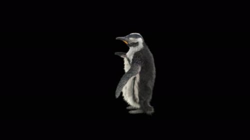Cute Animated Penguin Walking and Exploring on Transparent Background