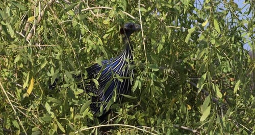 Geier-Meerschweinchen, Acryllium vulturinum, Adult thront im Baum, Samburu Park, Kenia, Echtzeit 4K