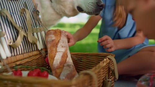 Picnic Basket with Family and Dog on Sunny Day