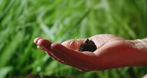 Hand Holding Small Tree for Planting. Concept Green World Earth Day. Hand Holding Young Plant on