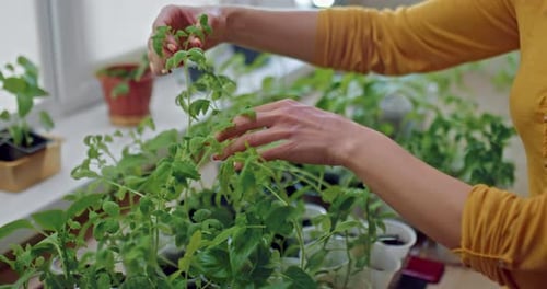 Woman Tending to Seedlings Growing Indoors