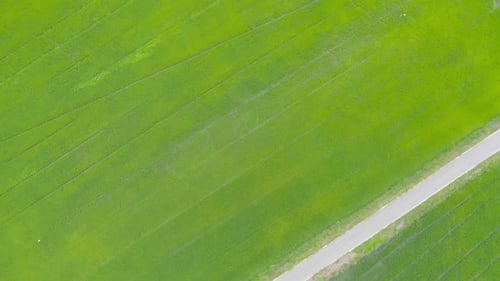 Aerial top view of fresh paddy rice, green agricultural fields in countryside or rural area